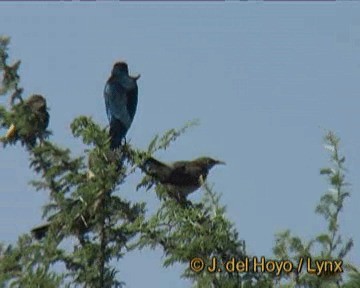 Wattled Starling - ML201247971