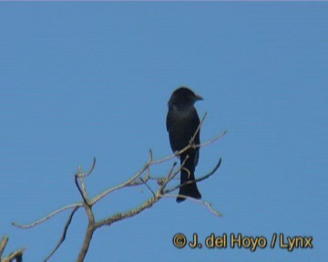 Drongo Ahorquillado - ML201247981