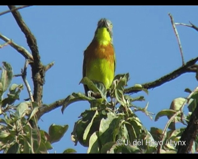 Gray-headed Bushshrike - ML201248001