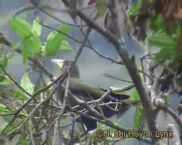 Dusky-green Oropendola - ML201248011