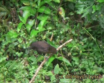 Western Fire-eye (maura Group) - ML201248031