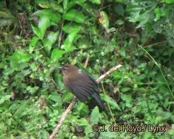 Glutaugen-Ameisenvogel [maura-Gruppe] - ML201248041