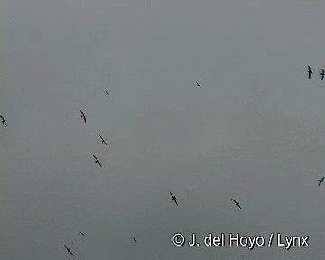 White-collared Swift - ML201248191