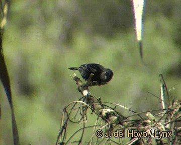 Variable Antshrike - ML201248211