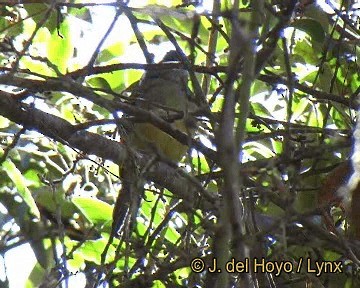 Variable Antshrike - ML201248221