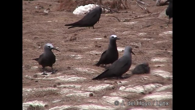 Lesser Noddy - ML201248281