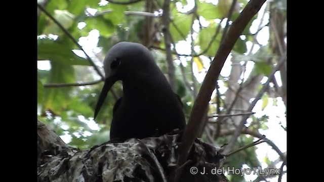 Lesser Noddy - ML201248291