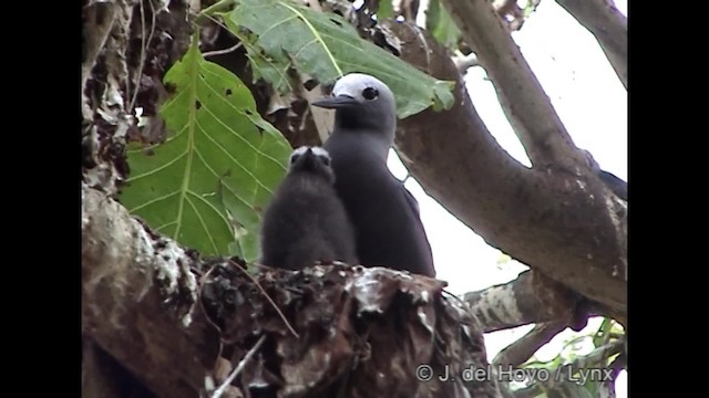 Lesser Noddy - ML201248301