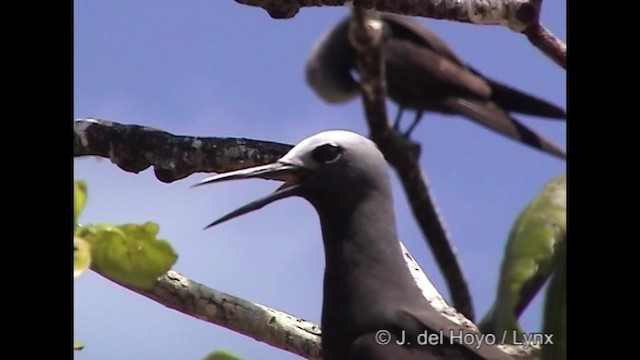 Lesser Noddy - ML201248311