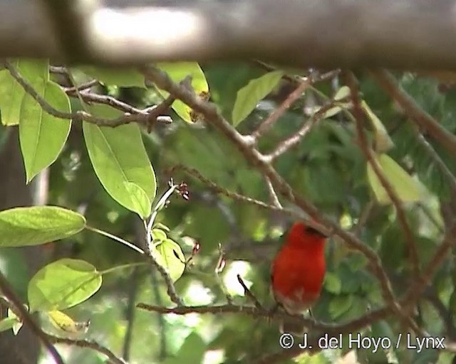 Fodi Rojo - ML201248411