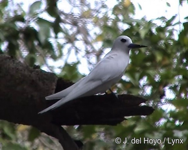 White Tern (Pacific) - ML201248501