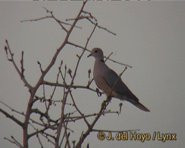 Ring-necked Dove - ML201248621