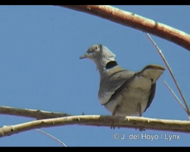 White-winged Collared-Dove - ML201248631