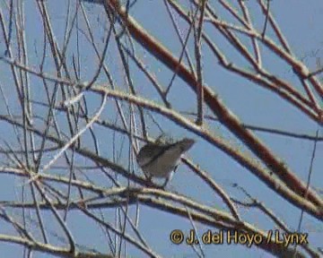 White-winged Collared-Dove - ML201248641