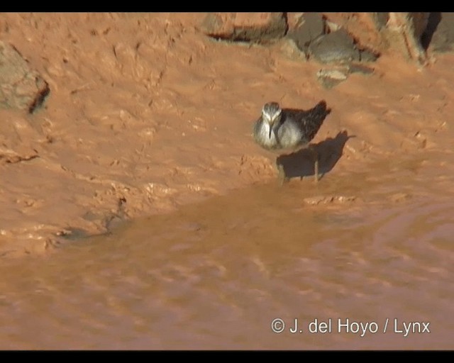 Wood Sandpiper - ML201248661