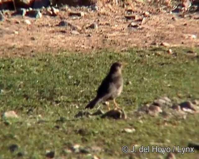 Chiguanco Thrush - ML201248671