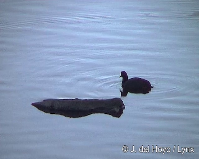 Giant Coot - ML201248681