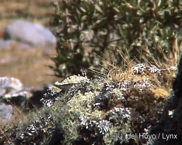 Boulder Finch - ML201248691