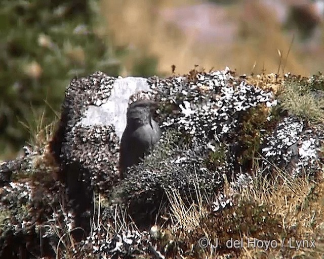 Boulder Finch - ML201248701