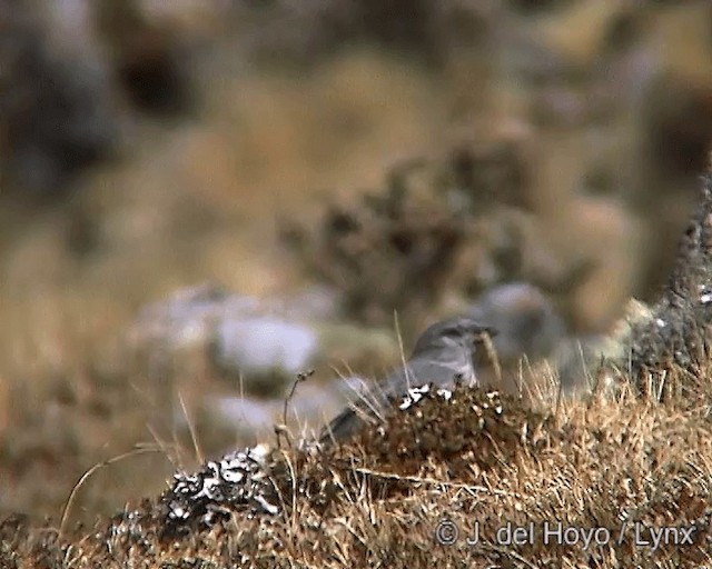 Boulder Finch - ML201248711