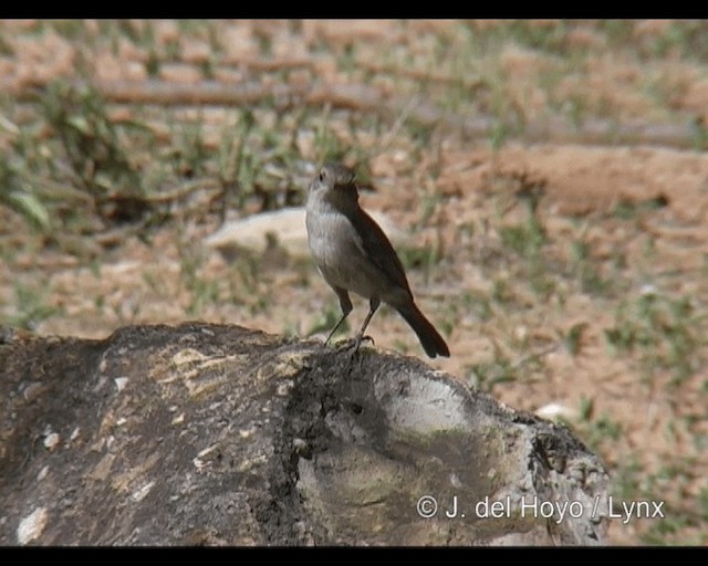 Colinegro Pardo (grupo scotocerca) - ML201248831