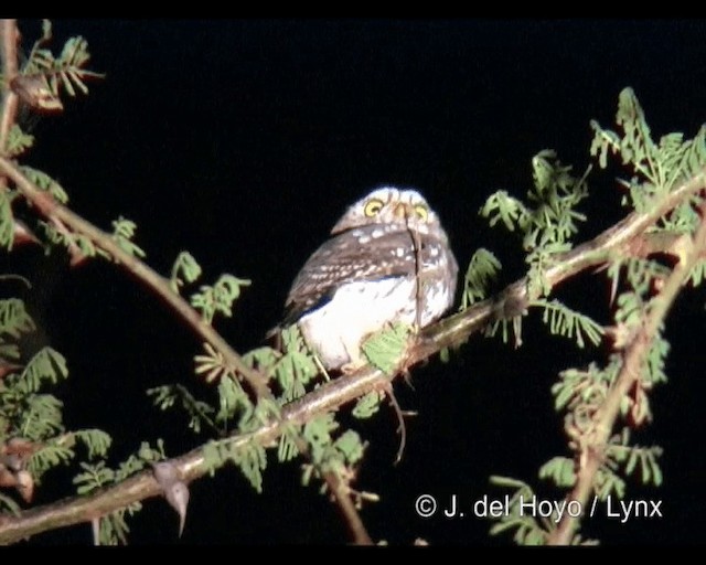 アフリカスズメフクロウ - ML201248861