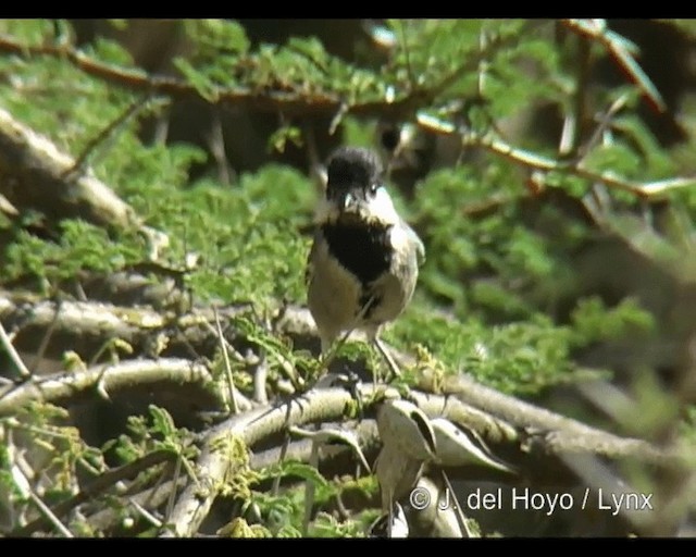 Somali Tit - ML201248891