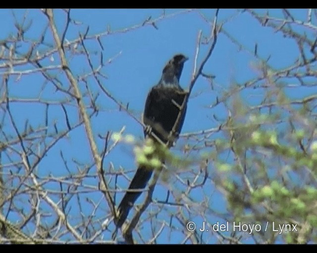 Bristle-crowned Starling - ML201248921