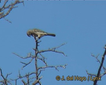 Эфиопский воробей - ML201248951