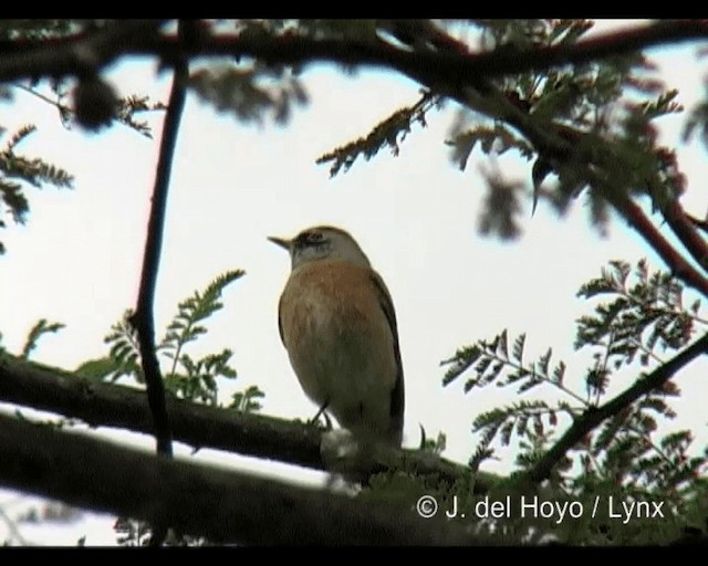 Gartenrotschwanz (phoenicurus) - ML201248961