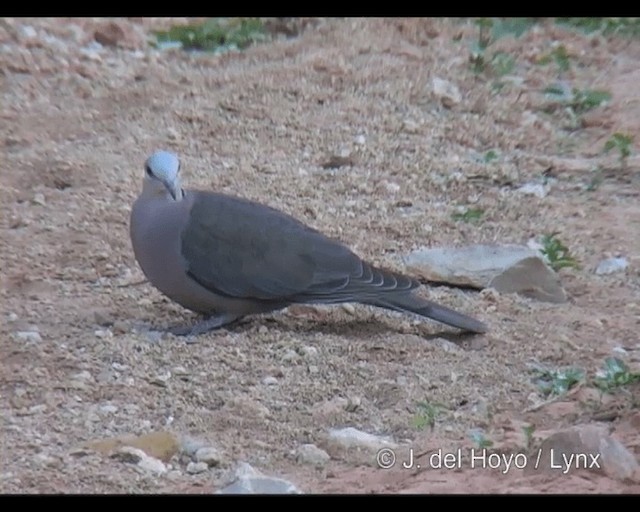 Red-eyed Dove - ML201249011