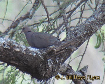 Red-eyed Dove - ML201249021