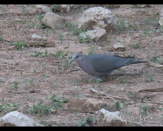 Red-eyed Dove - ML201249031