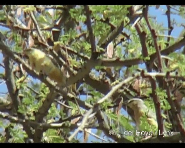 pěnička šedohřbetá (ssp. leucopsis) - ML201249041