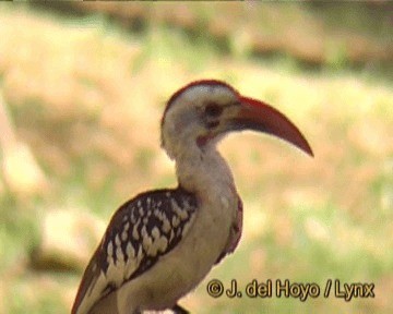 Northern Red-billed Hornbill - ML201249051