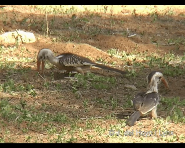 Northern Red-billed Hornbill - ML201249061