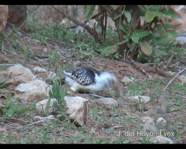 Northern Red-billed Hornbill - ML201249071