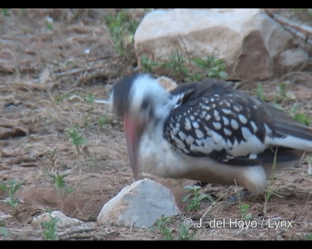 Northern Red-billed Hornbill - ML201249081