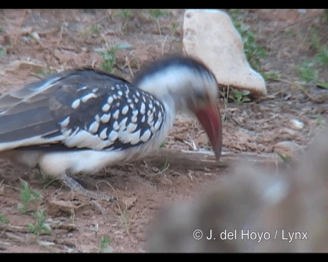 Northern Red-billed Hornbill - ML201249091