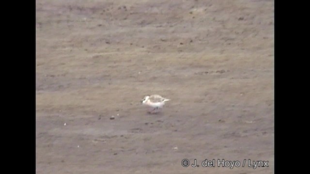 White-fronted Plover - ML201249121
