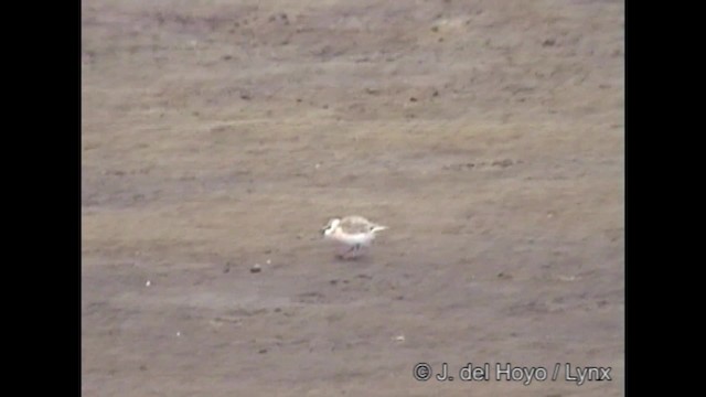 White-fronted Plover - ML201249121
