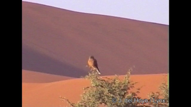 Rock Kestrel - ML201249131