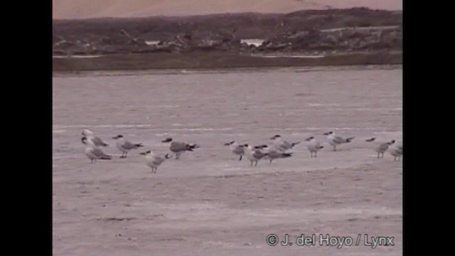 Caspian Tern - ML201249141