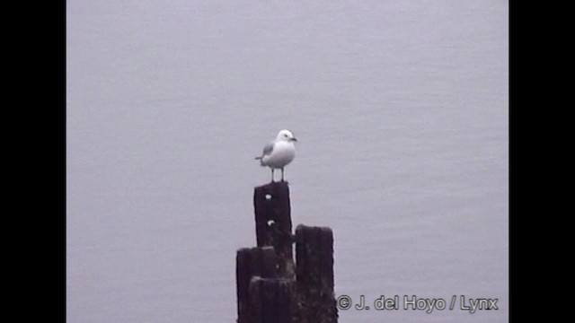 Hartlaub's Gull - ML201249161