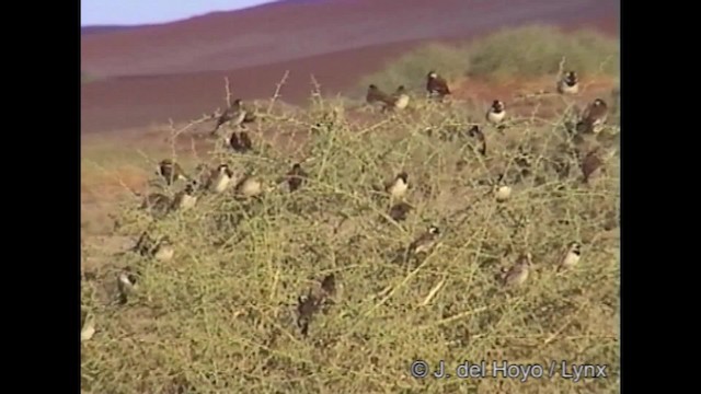 Cape Sparrow - ML201249171