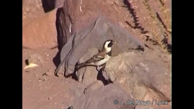 Cape Sparrow - ML201249181