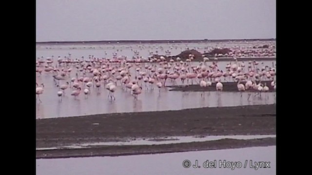 Lesser Flamingo - ML201249191
