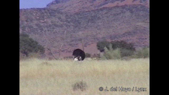 Африканский страус - ML201249201