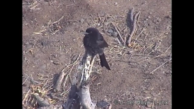 Drongo Ahorquillado (apivorus) - ML201249241