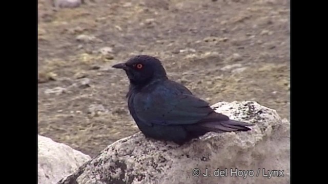 Cape Starling - ML201249251